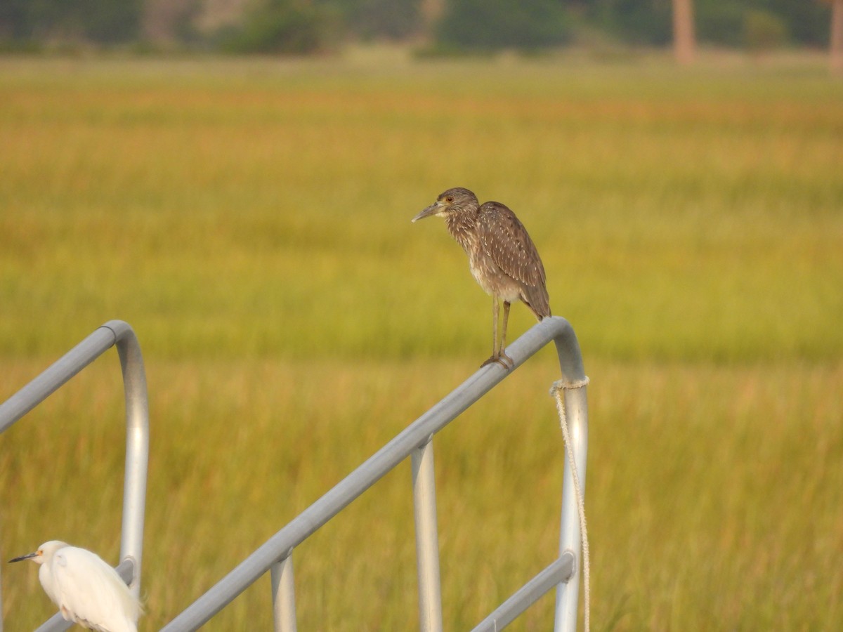 Yellow-crowned Night Heron - ML641590035