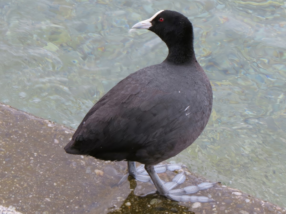 Eurasian Coot - ML641590036