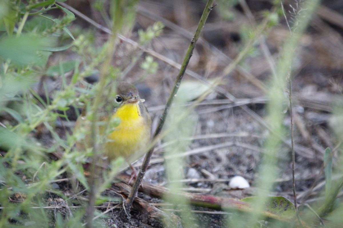 Common Yellowthroat - ML641590038