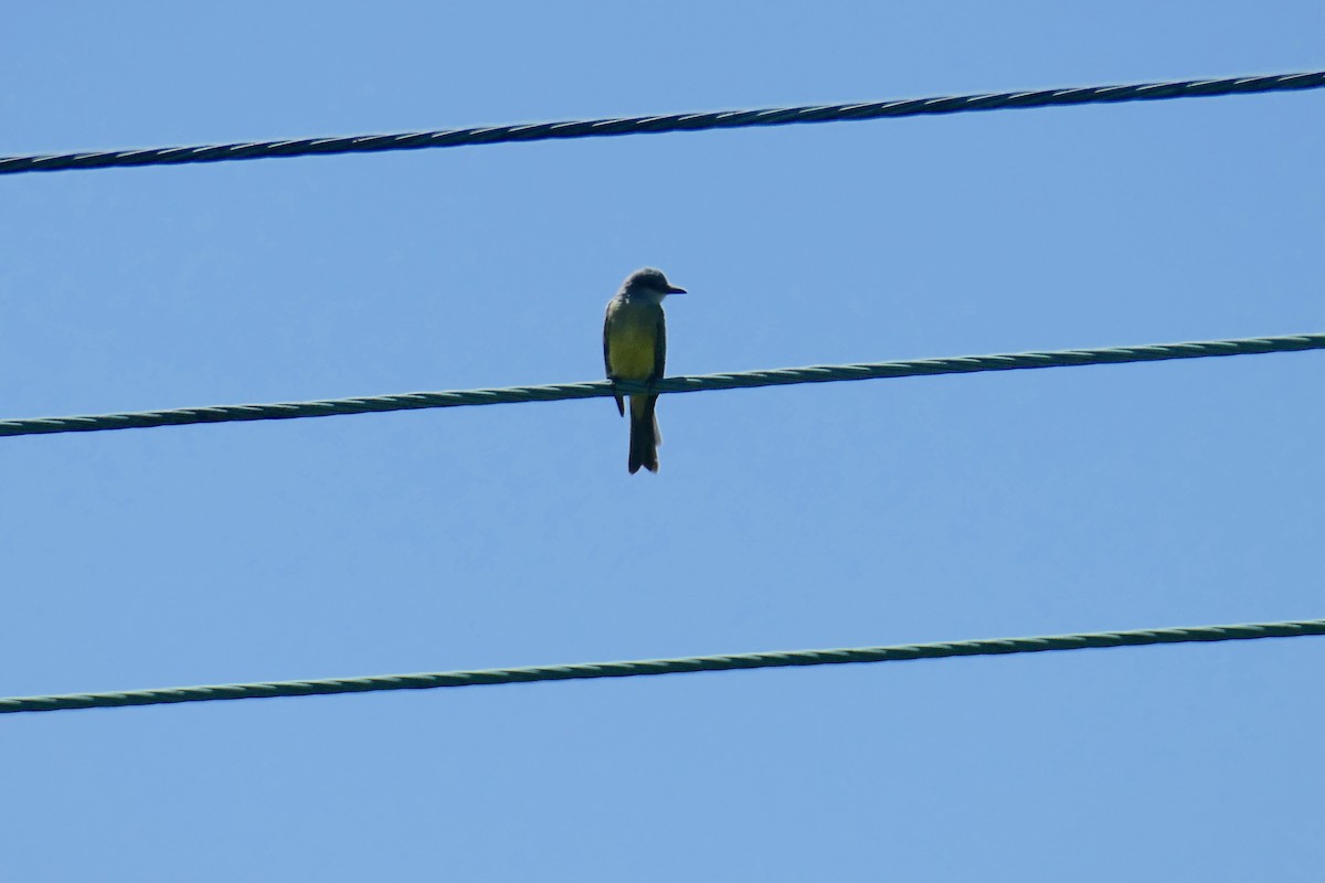 Tropical Kingbird - ML641590039