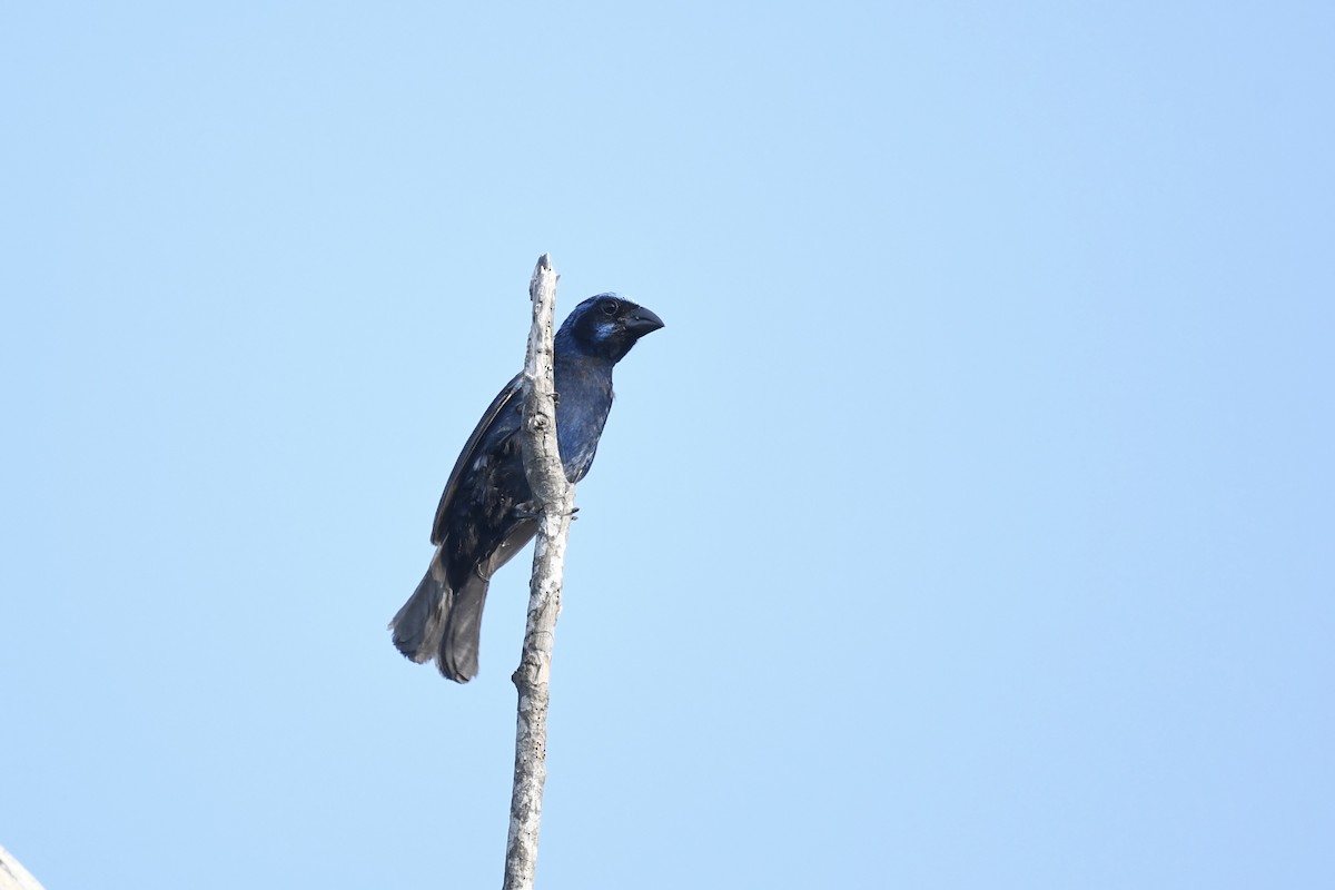 Blue Bunting (West Mexico) - ML641590045