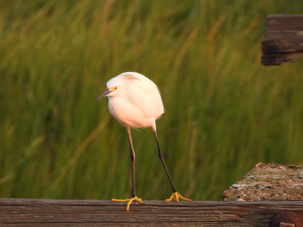Snowy Egret - ML641590063