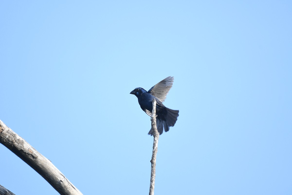 Blue Bunting (West Mexico) - ML641590065