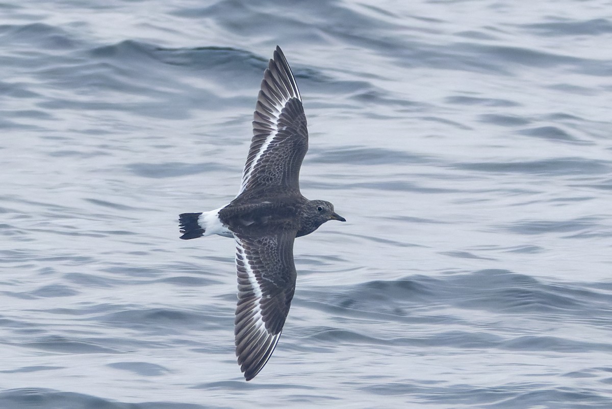 Bécasseau du ressac - ML641590105