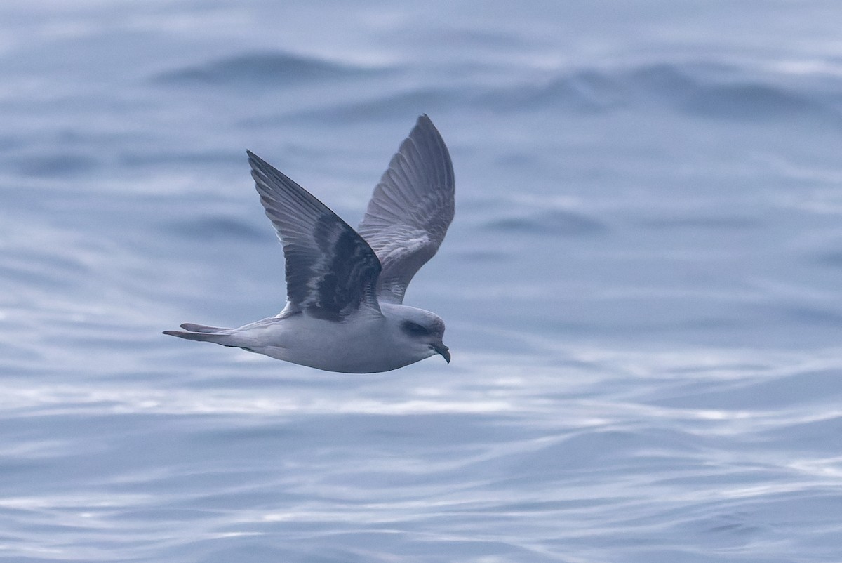Océanite à queue fourchue - ML641590123