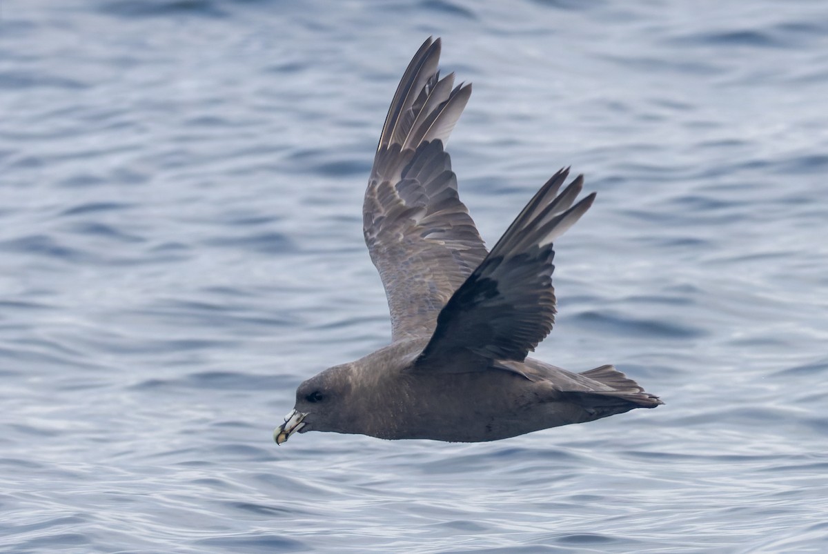 Fulmar boréal - ML641590132