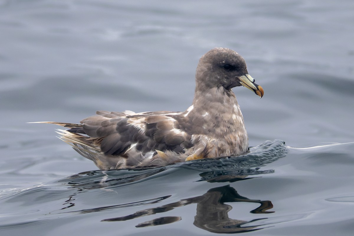 Fulmar boréal - ML641590138