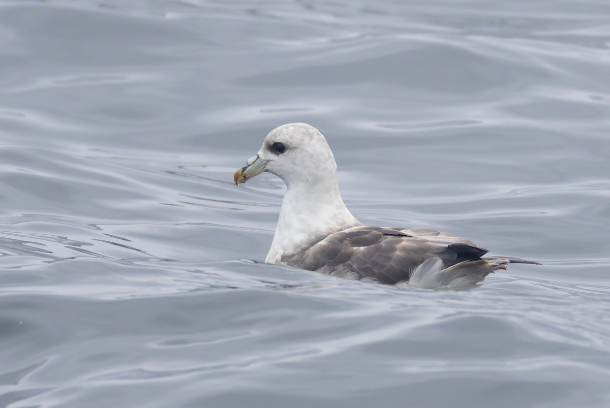 Fulmar boréal - ML641590146