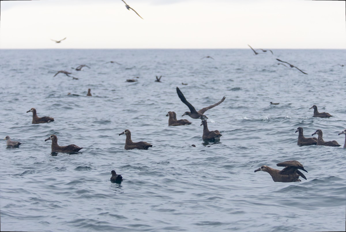 Albatros à pieds noirs - ML641590174