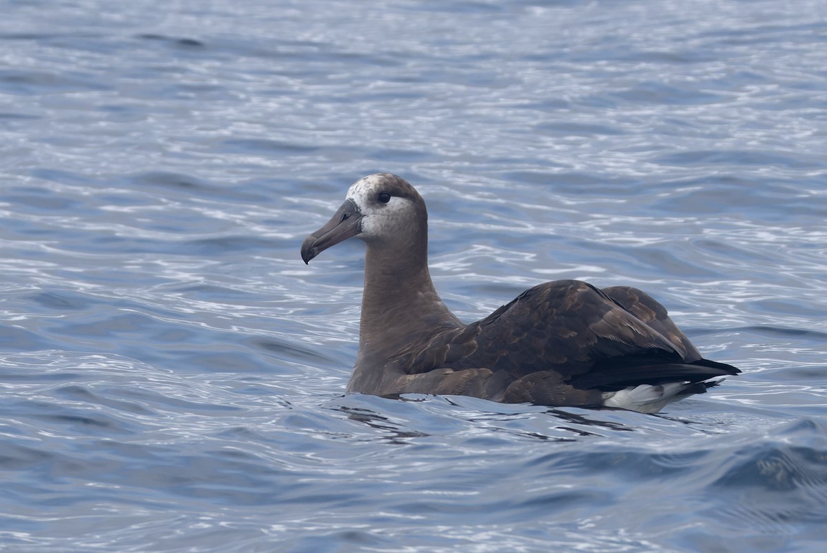 Albatros à pieds noirs - ML641590184