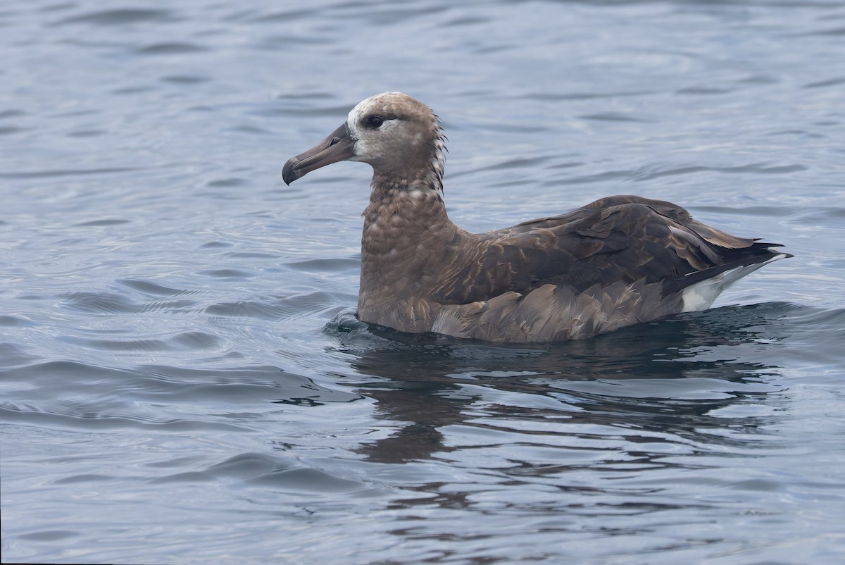 Albatros à pieds noirs - ML641590192