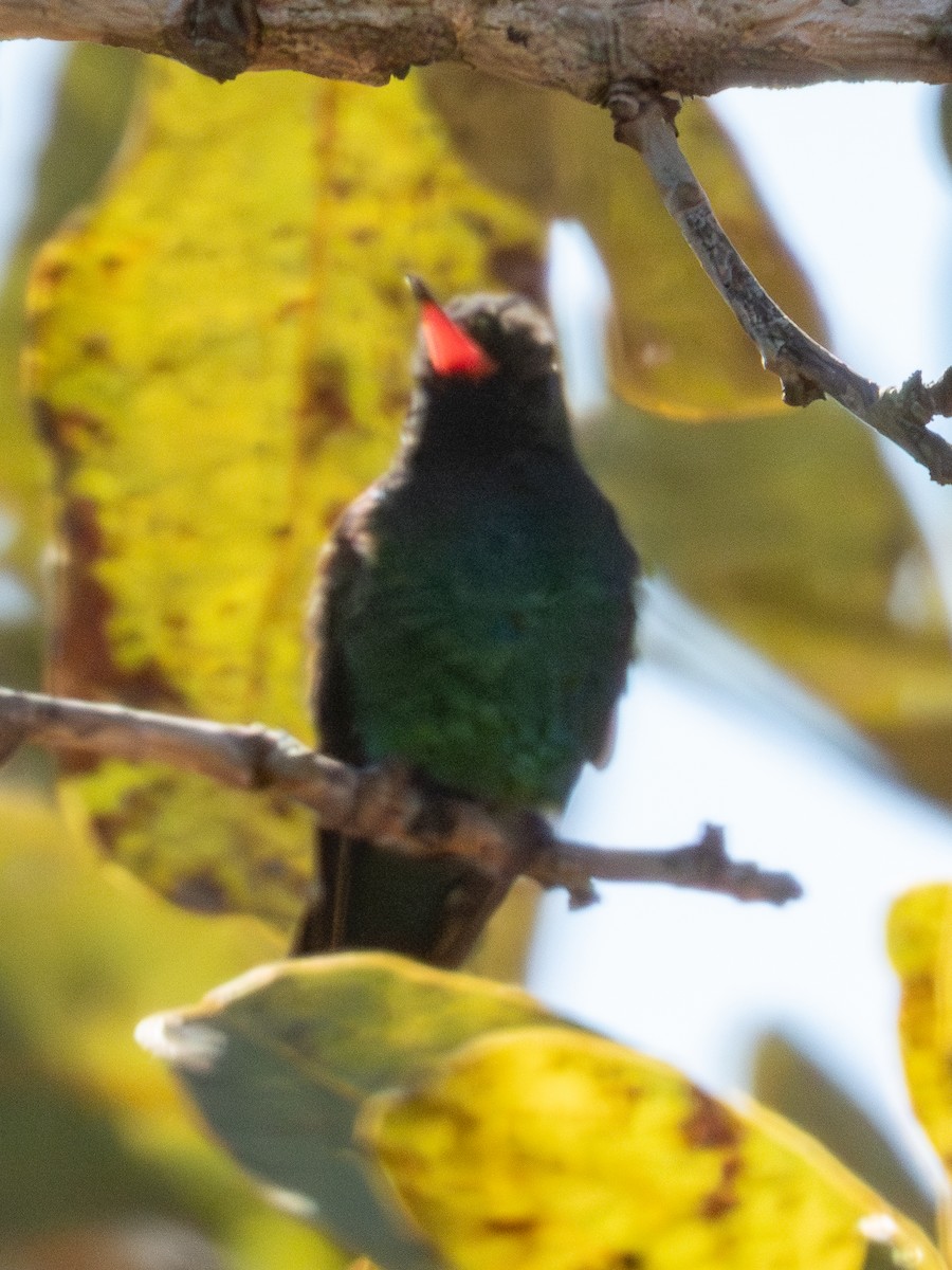Glittering-bellied Emerald - ML641590193
