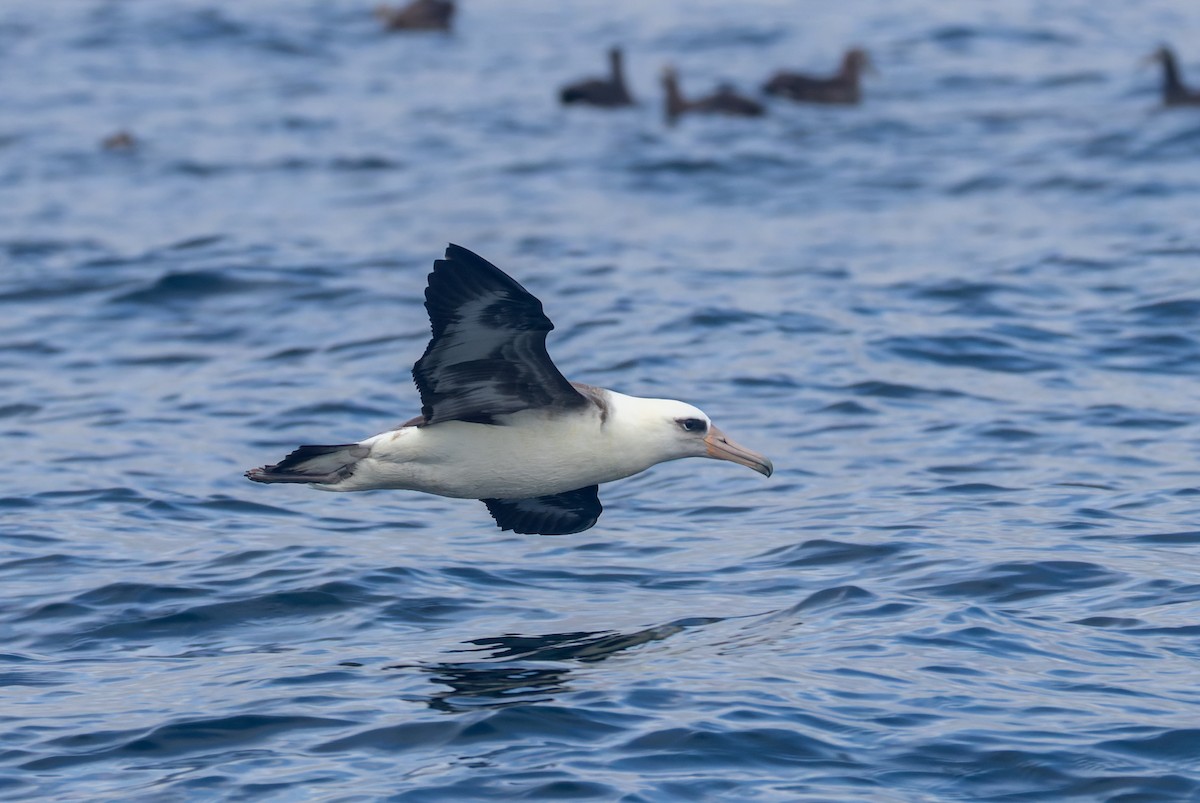 Albatros de Laysan - ML641590204