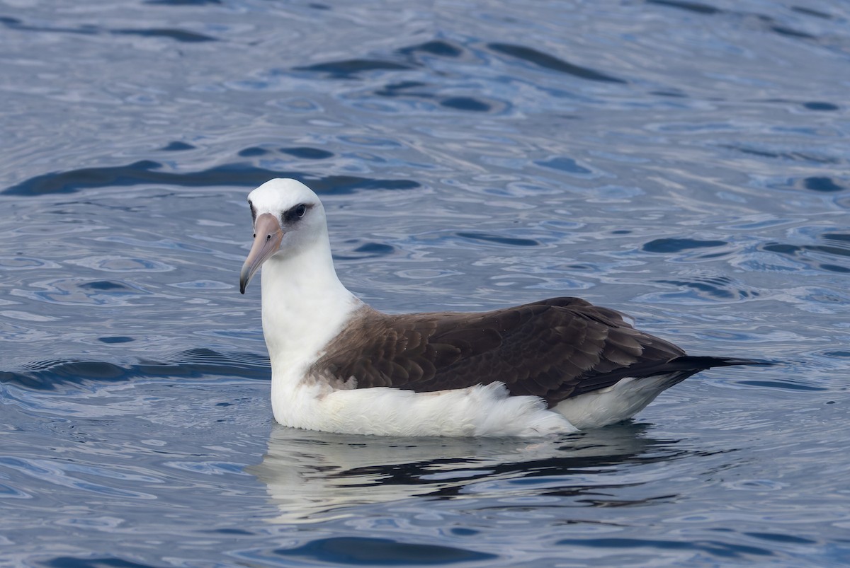 Albatros de Laysan - ML641590215