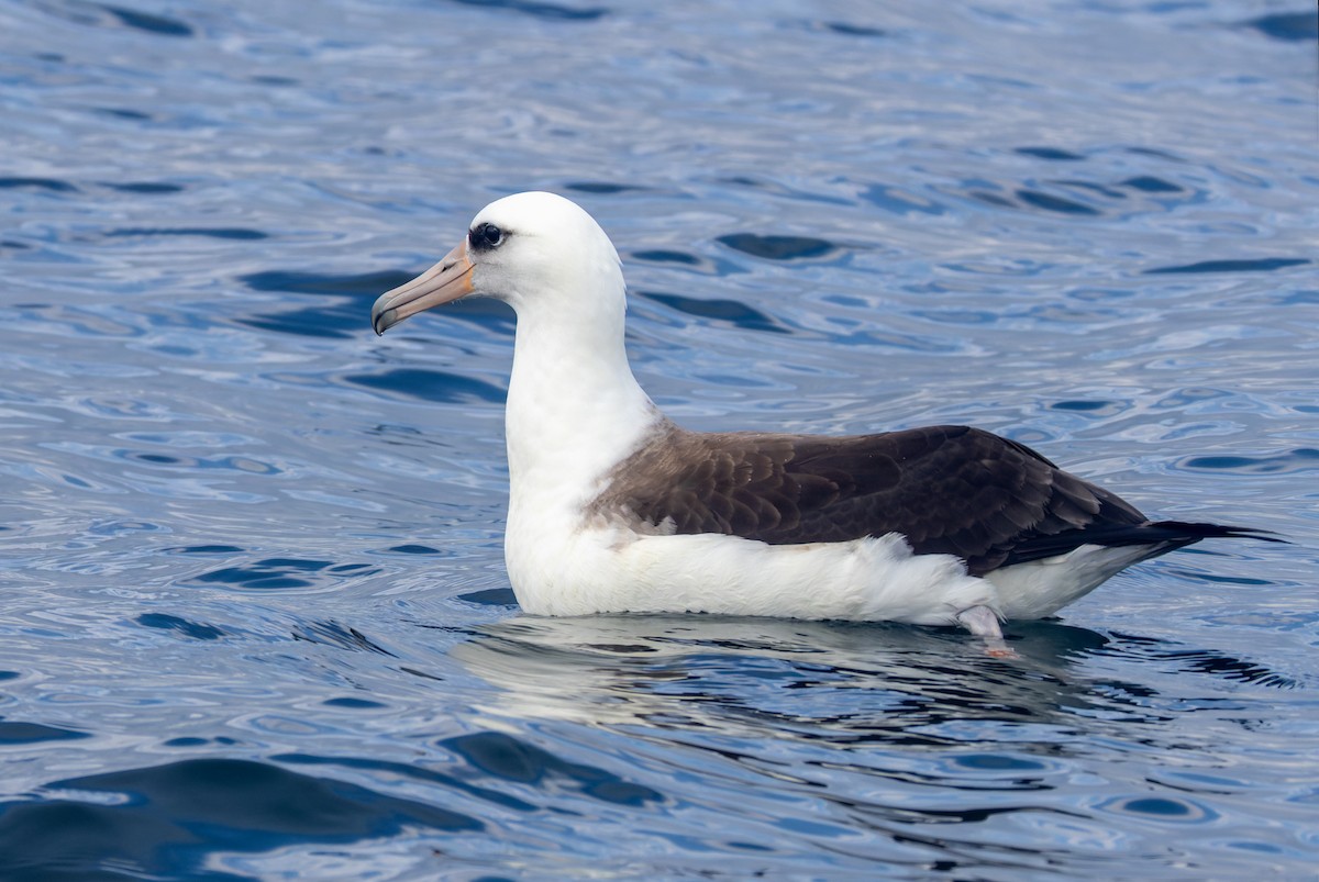 Albatros de Laysan - ML641590217