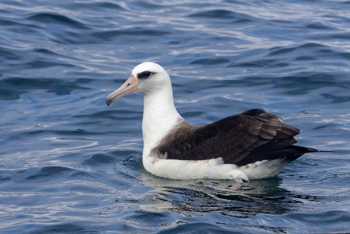 Albatros de Laysan - ML641590226