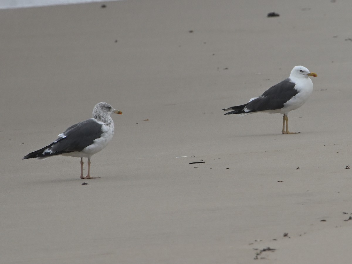 Lesser Black-backed Gull - ML641590244