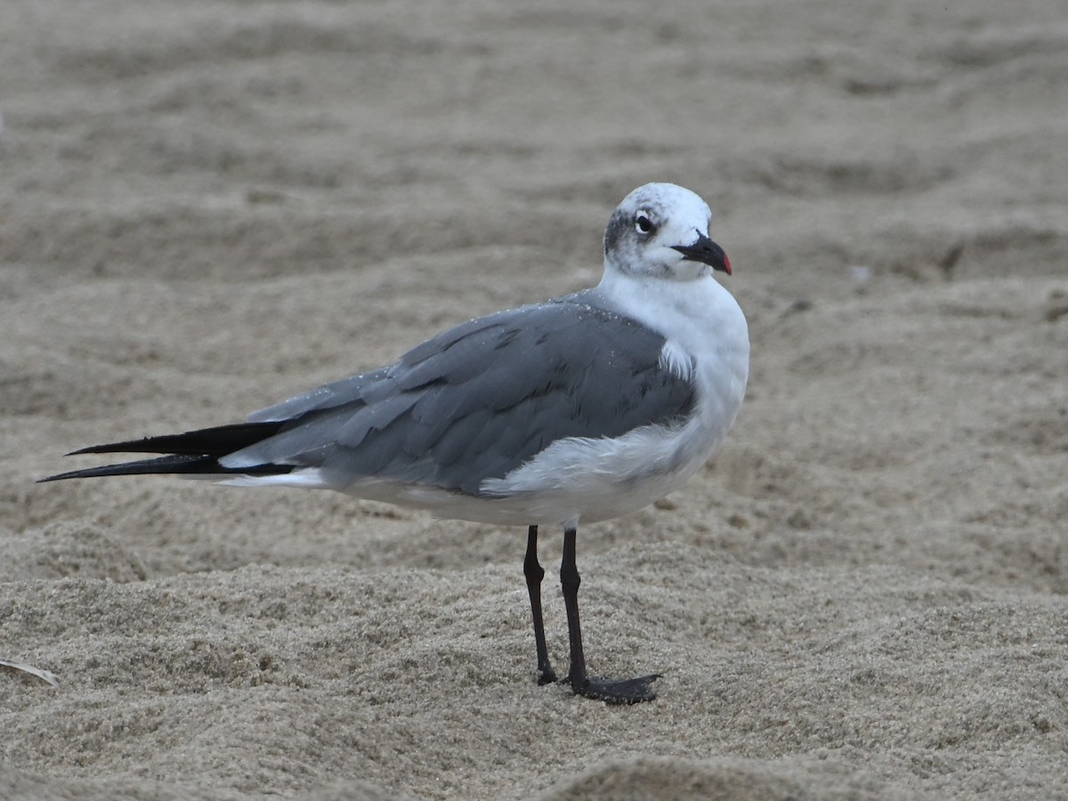 Laughing Gull - ML641590260