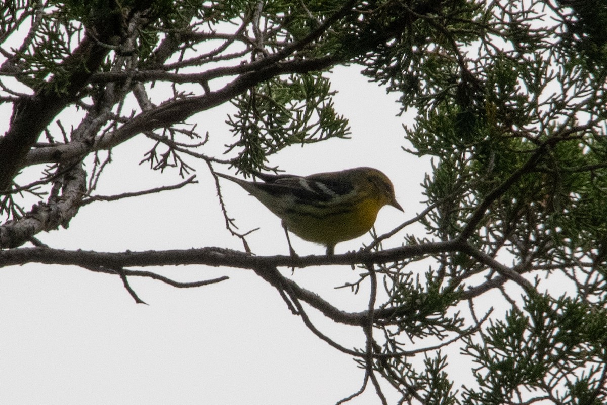 Blackburnian Warbler - ML641590266