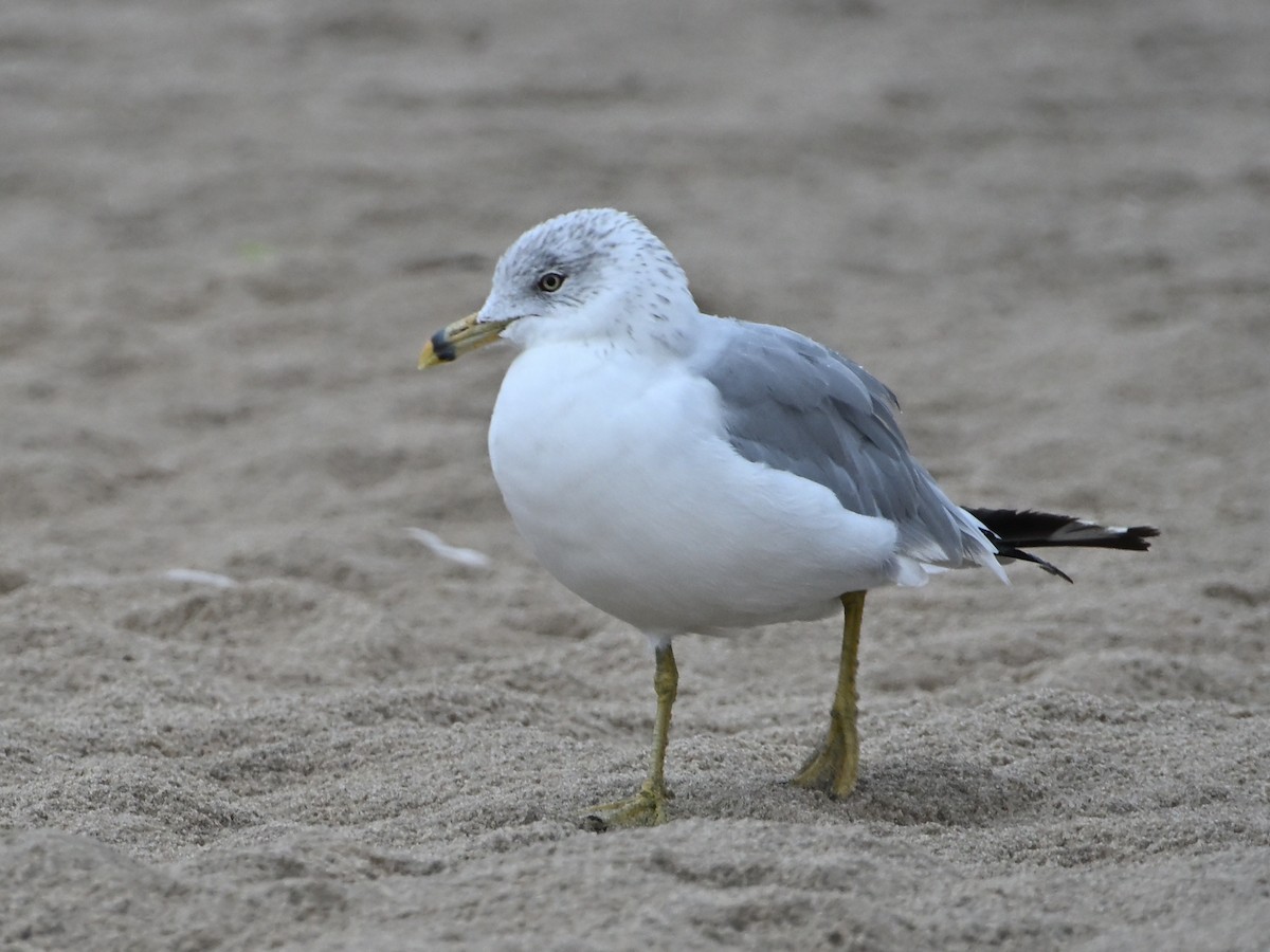 Ring-billed Gull - ML641590274