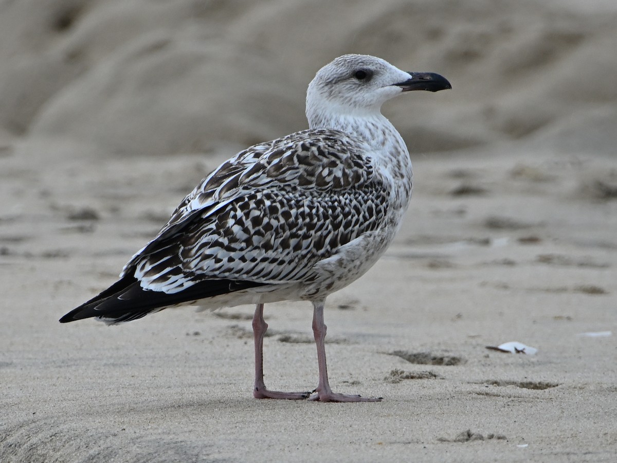 Great Black-backed Gull - ML641590288