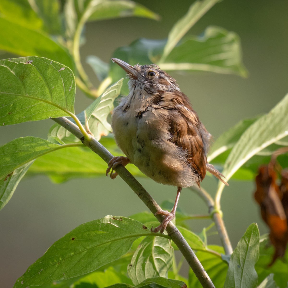 Carolina Wren - ML641590317