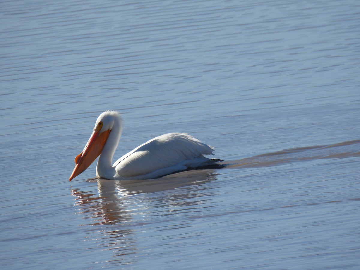 American White Pelican - ML641590378