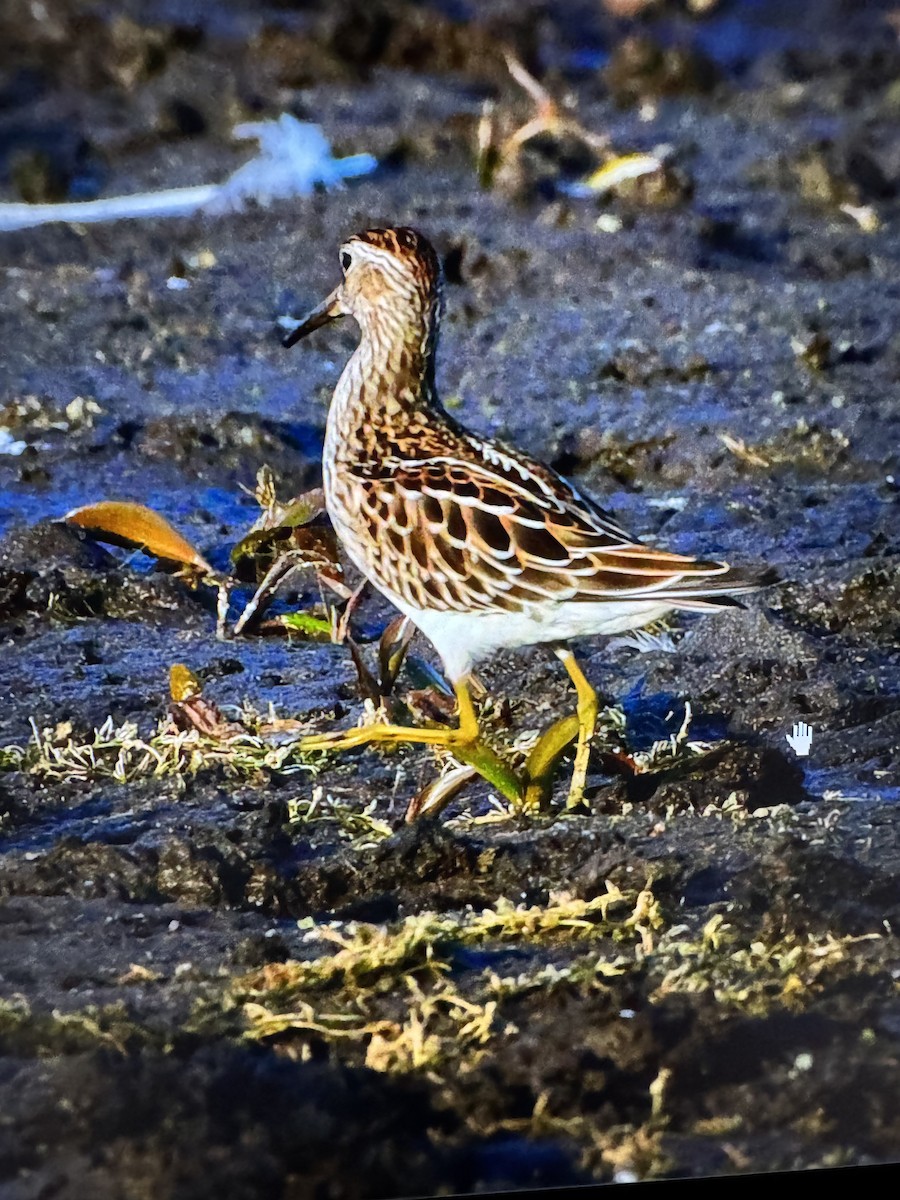 アメリカウズラシギ - ML641590395