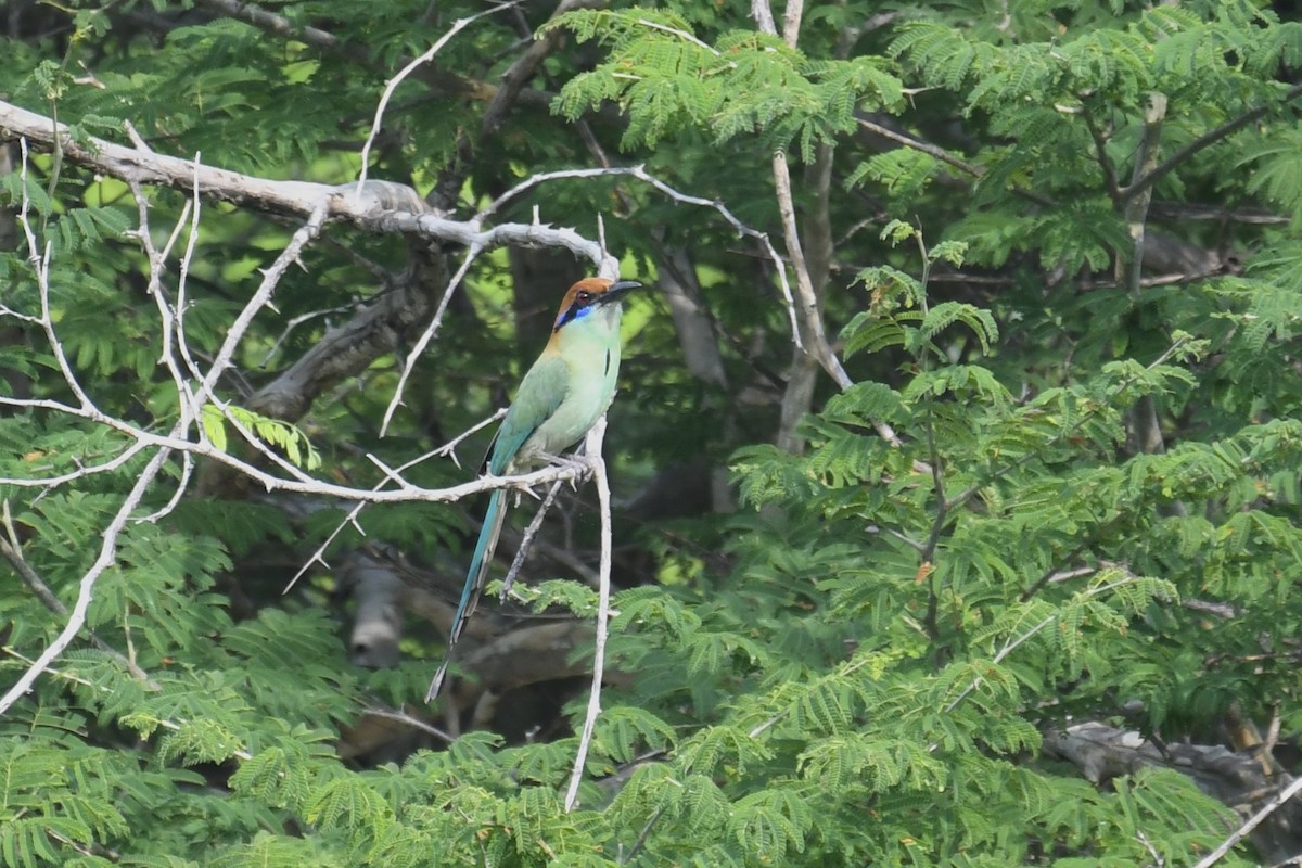 Russet-crowned Motmot - ML641590398