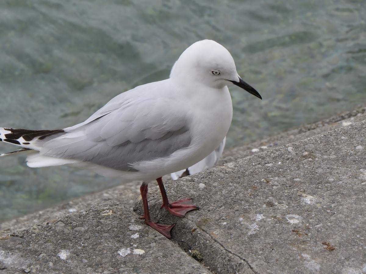 Black-billed Gull - ML641590399