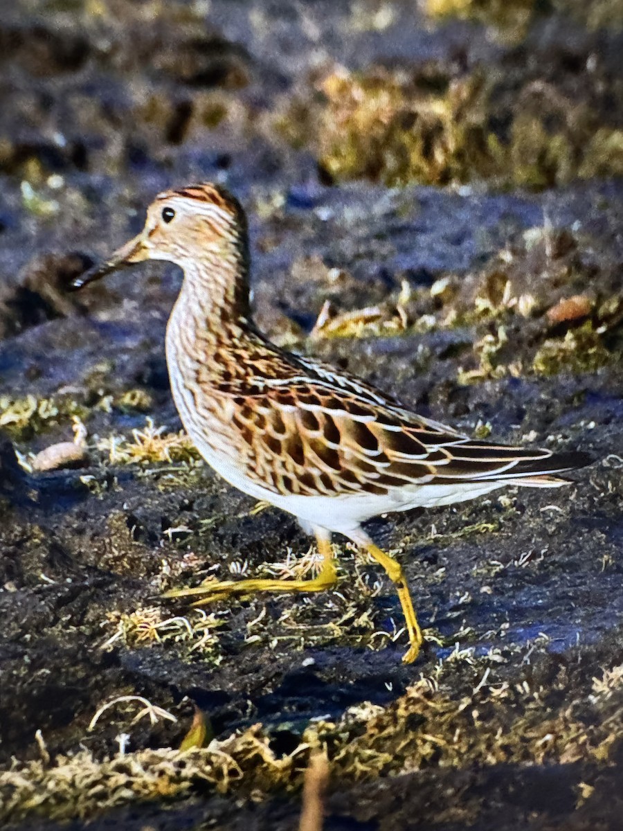 アメリカウズラシギ - ML641590423