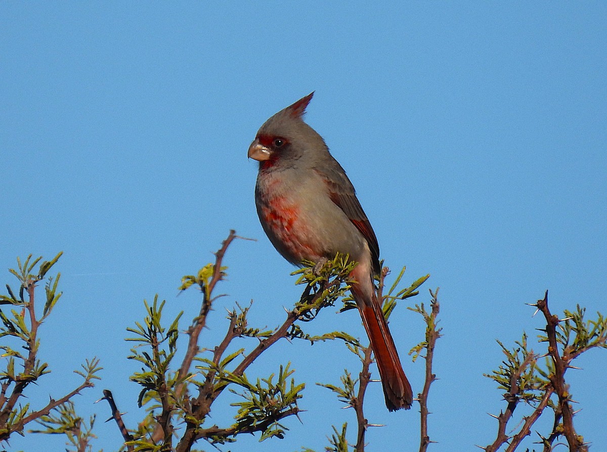 Pyrrhuloxia - ML641590440