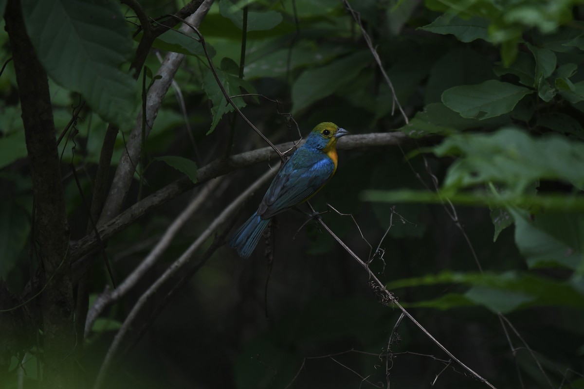 Orange-breasted Bunting - ML641590441