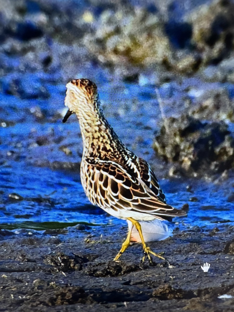 アメリカウズラシギ - ML641590447