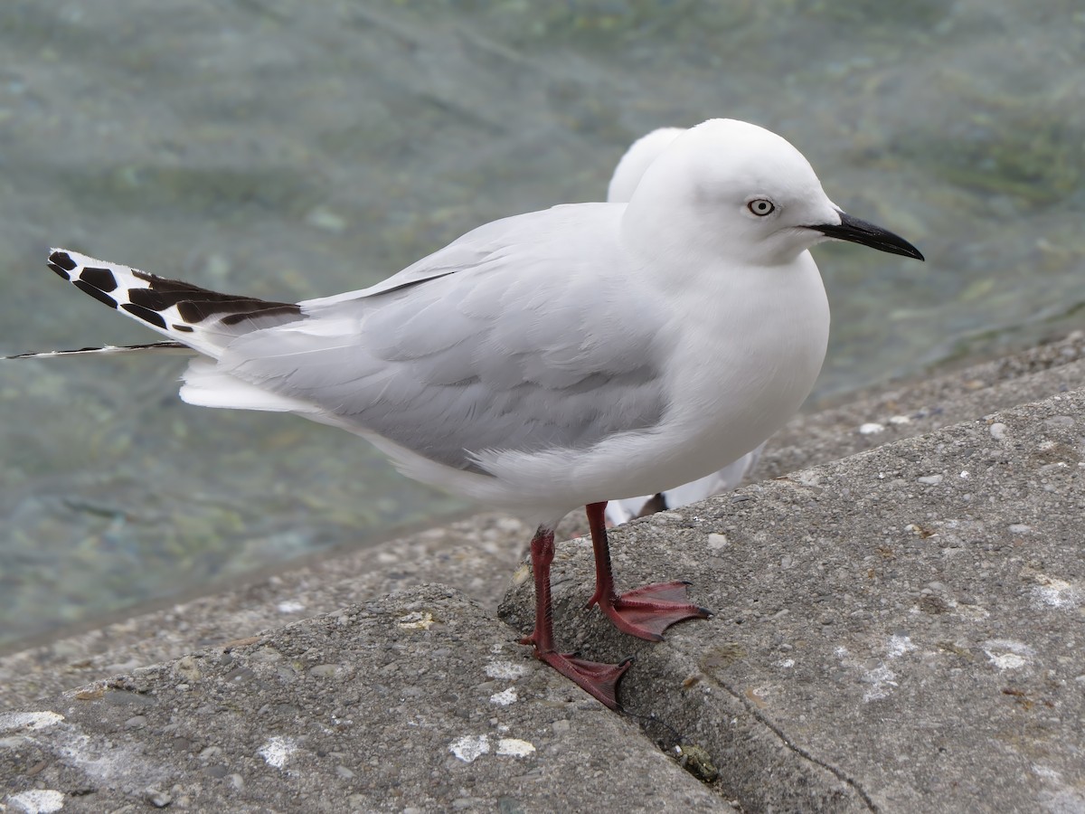 Black-billed Gull - ML641590448