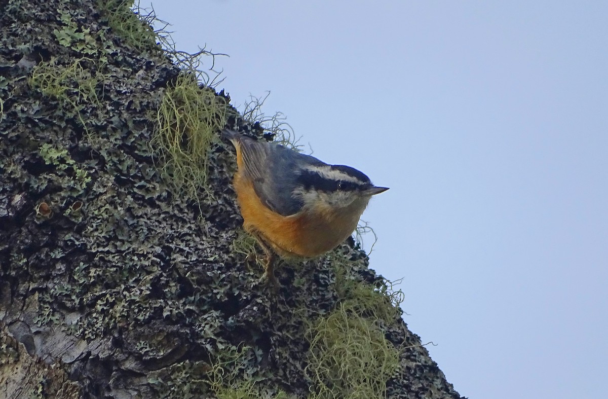Red-breasted Nuthatch - ML641590495