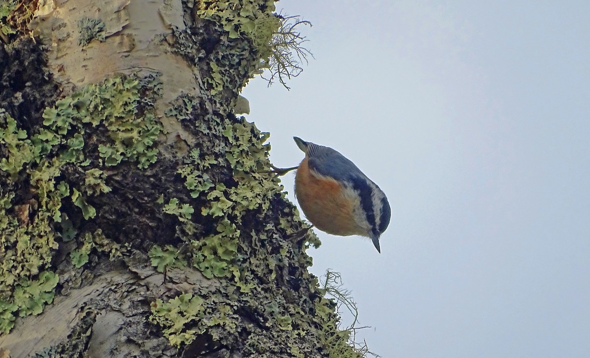 Red-breasted Nuthatch - ML641590496