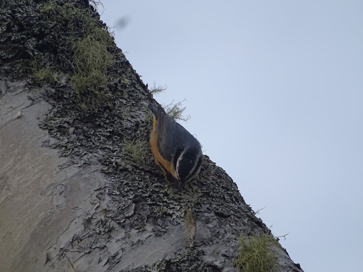 Red-breasted Nuthatch - ML641590498