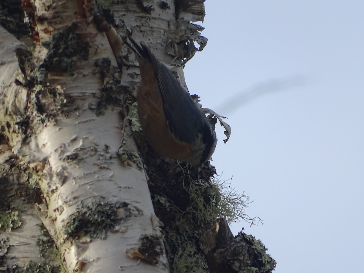 Red-breasted Nuthatch - ML641590499