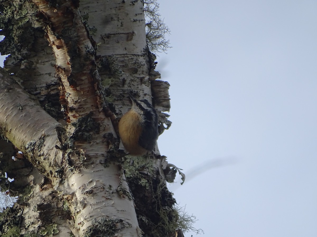 Red-breasted Nuthatch - ML641590501