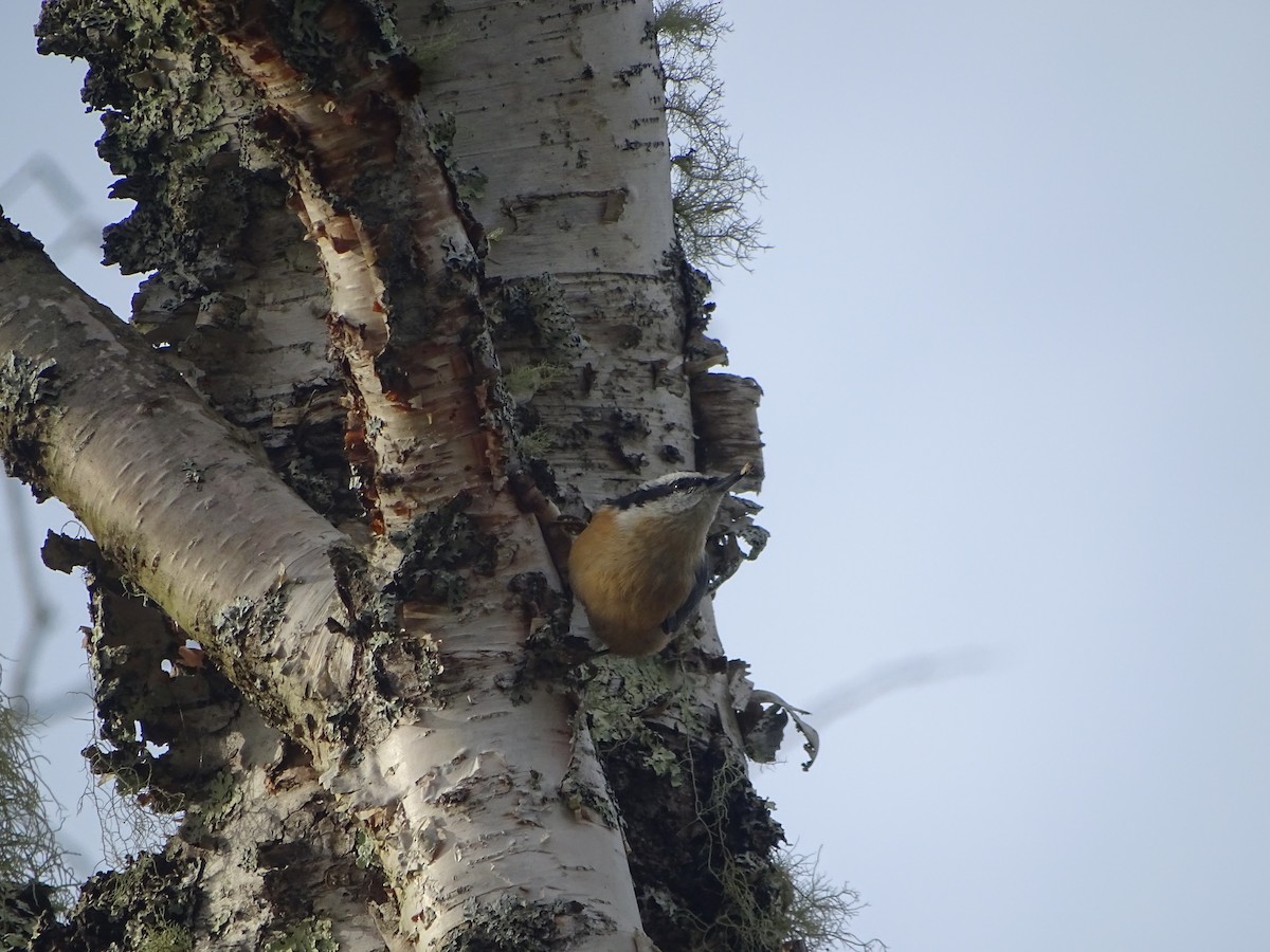 Red-breasted Nuthatch - ML641590502