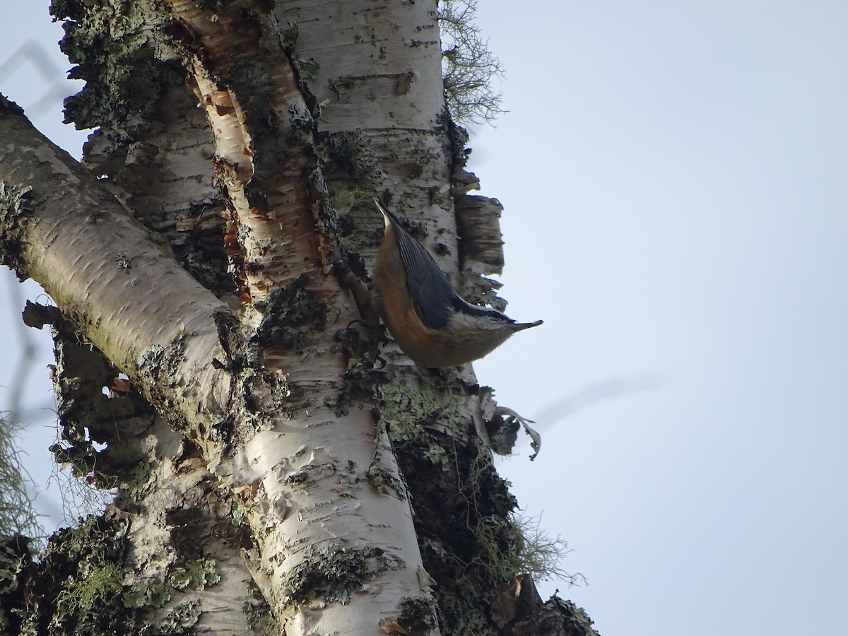 Red-breasted Nuthatch - ML641590503