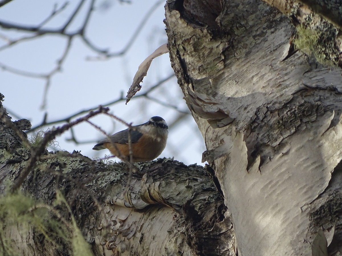 Red-breasted Nuthatch - ML641590504