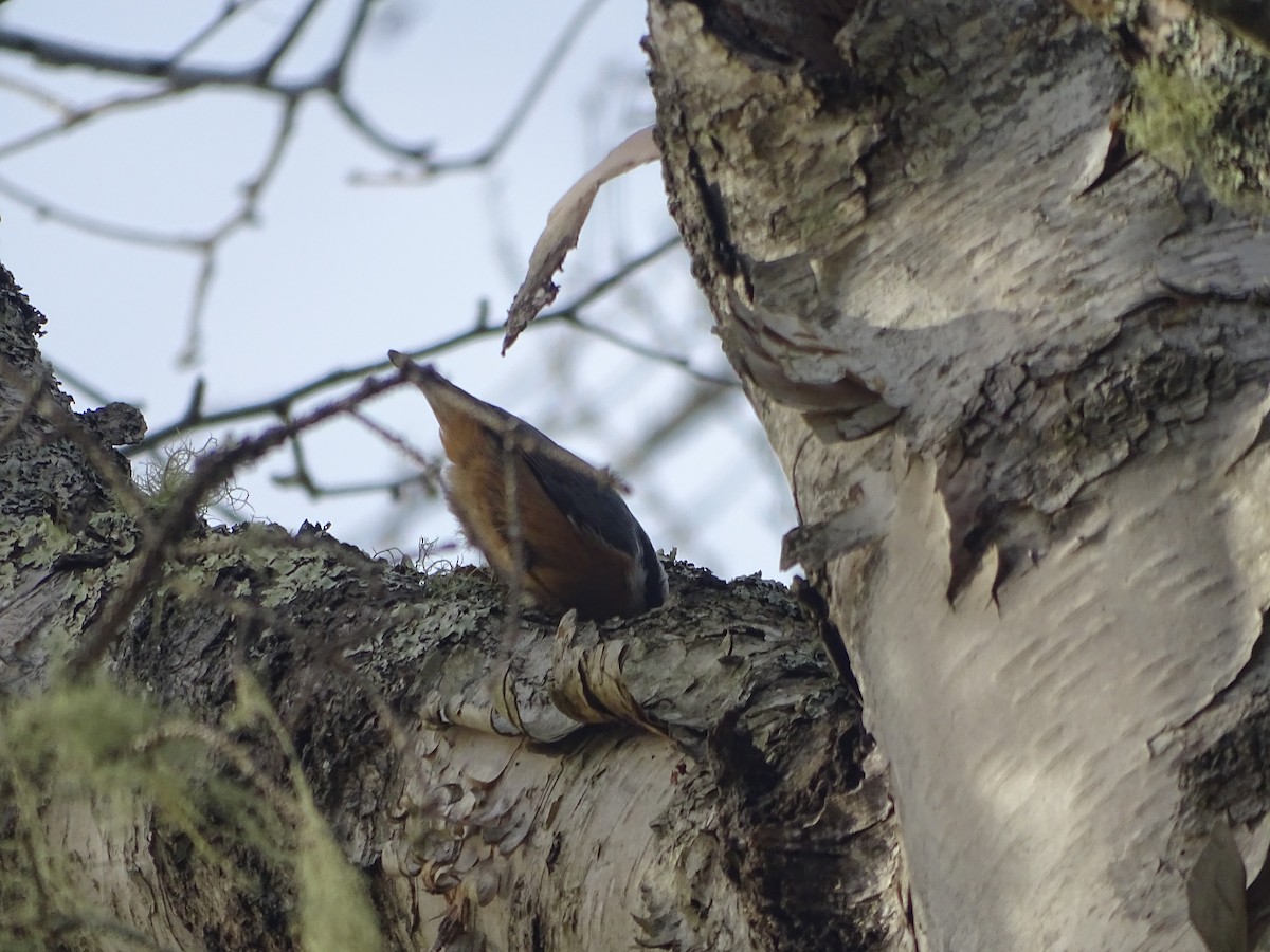 Red-breasted Nuthatch - ML641590505
