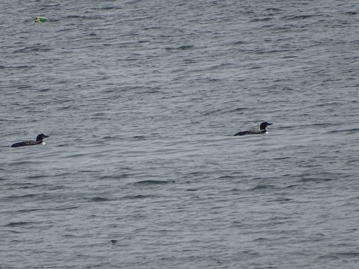 Common Loon - ML641590509