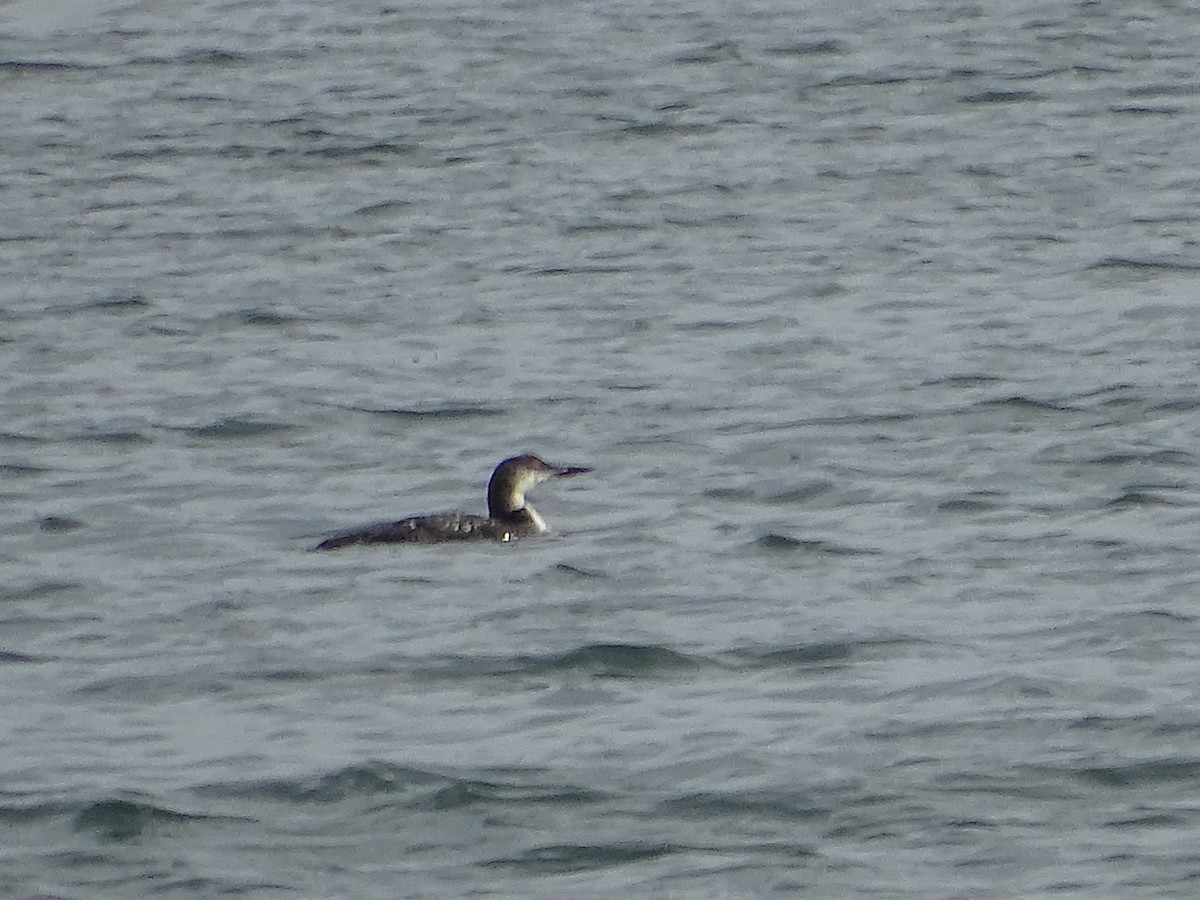 Common Loon - ML641590511
