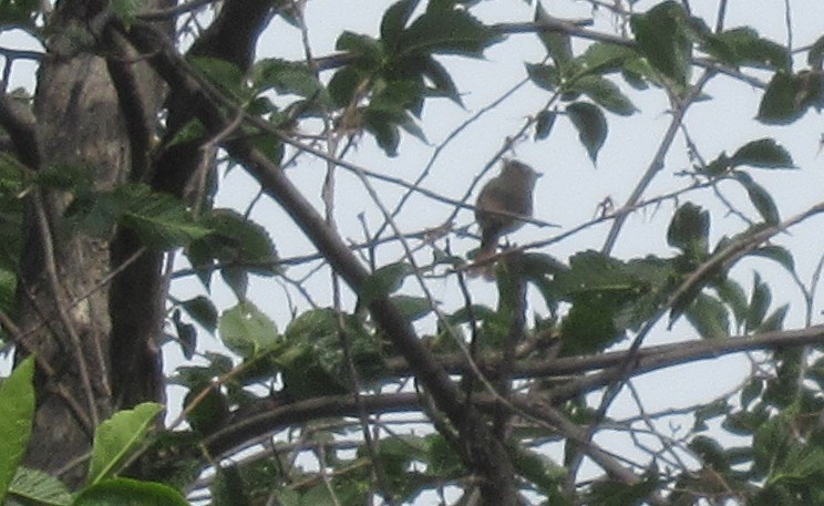 Eastern/Western Warbling Vireo - ML641590550