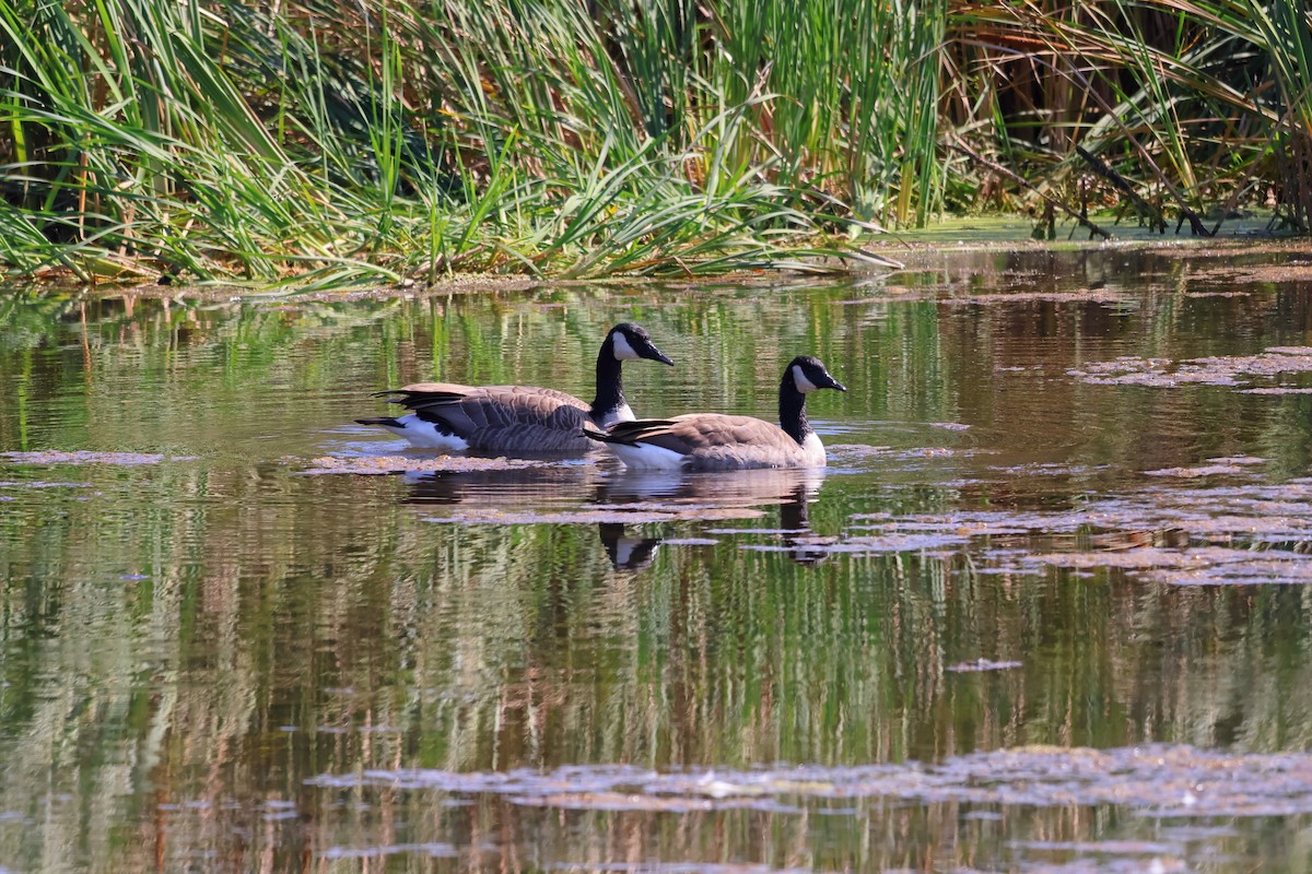 Canada Goose - ML641590551