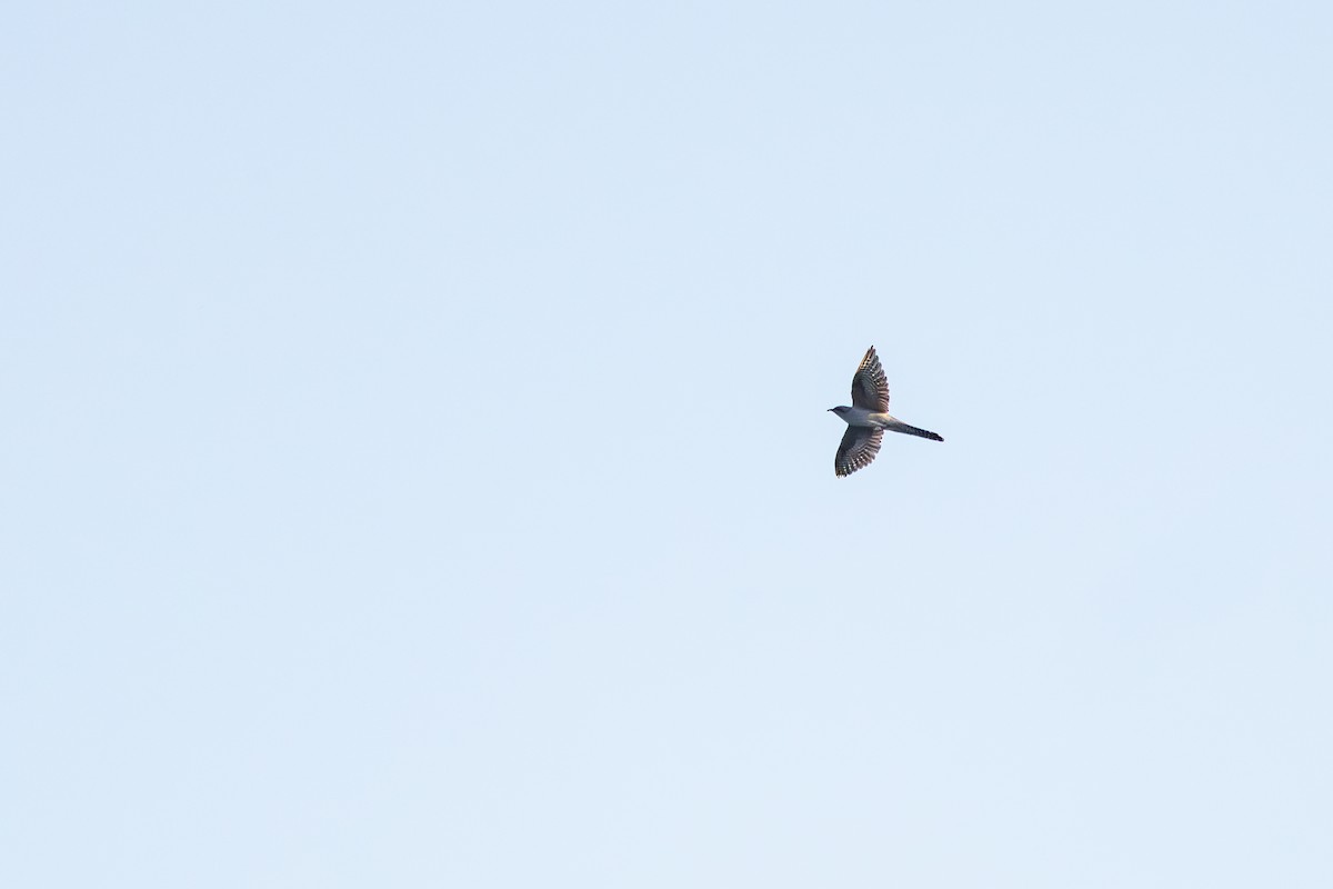 Pallid Cuckoo - ML641590554