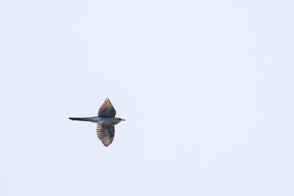 Pallid Cuckoo - ML641590555